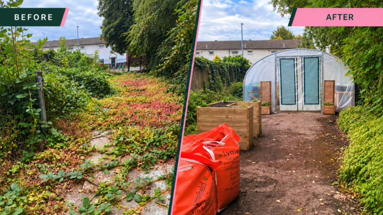 Before and after views of an overgrown area transformed into a community garden with a polytunnel and raised planters